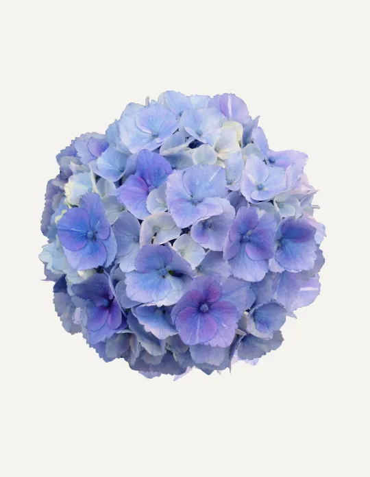 One Floral | Sparkling Blue™
